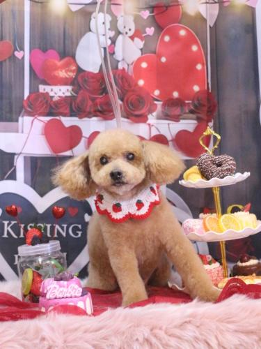 20250209のえるくん